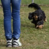 Un cours d'éducation canine